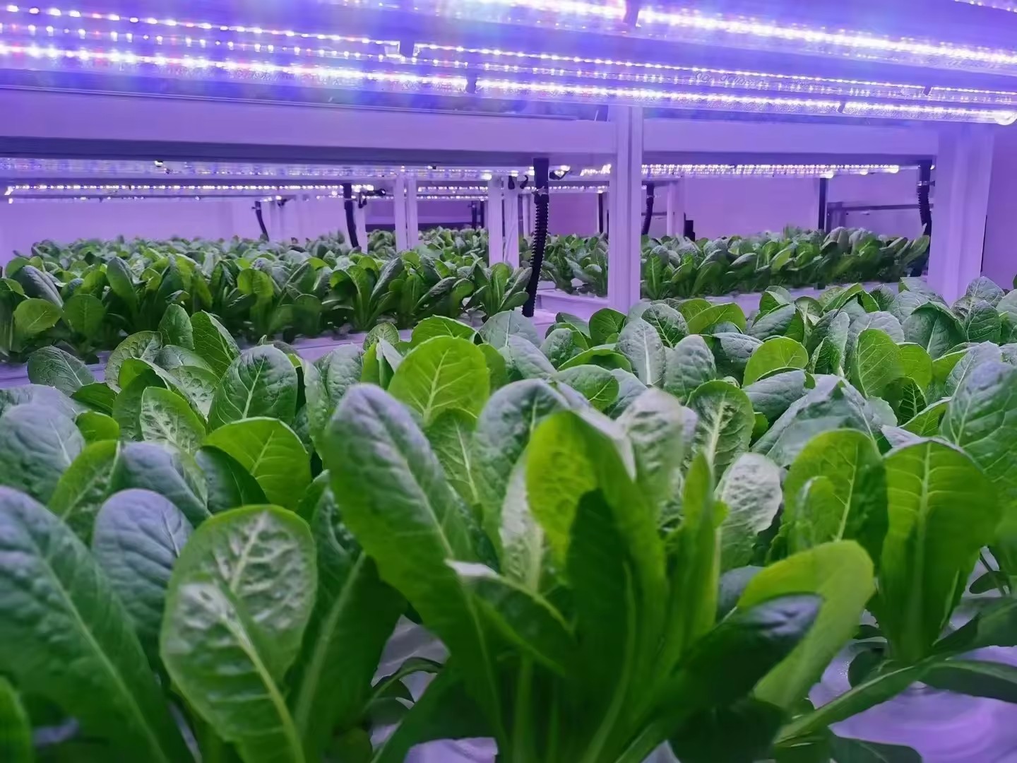 f Greenhouse Agricultural Equi - Farming Equipment For Agriculture recension och pris