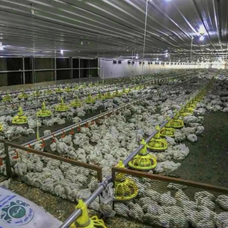 Chicken and poultry agricultur - Farming Equipment For Agriculture recension och pris