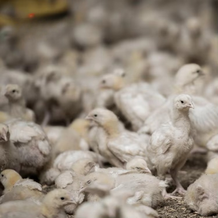 Chicken and poultry agricultur - Farming Equipment For Agriculture recension och pris