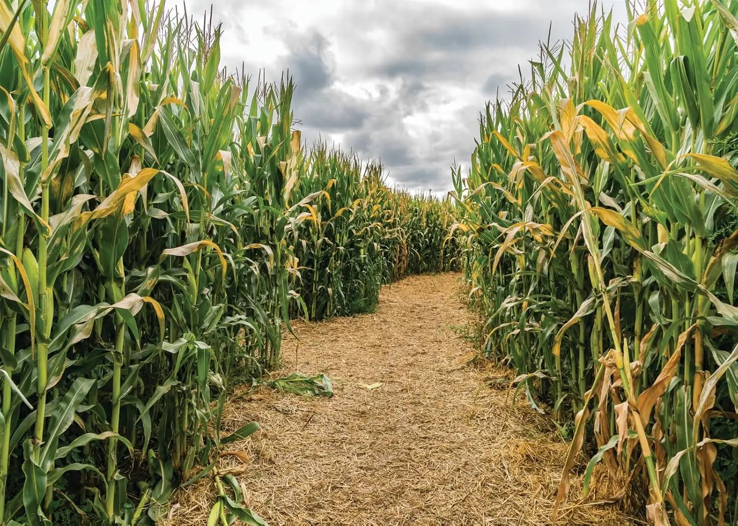 Cornfield Green Corn Field Maz - Agriculture Farming Background recension och pris