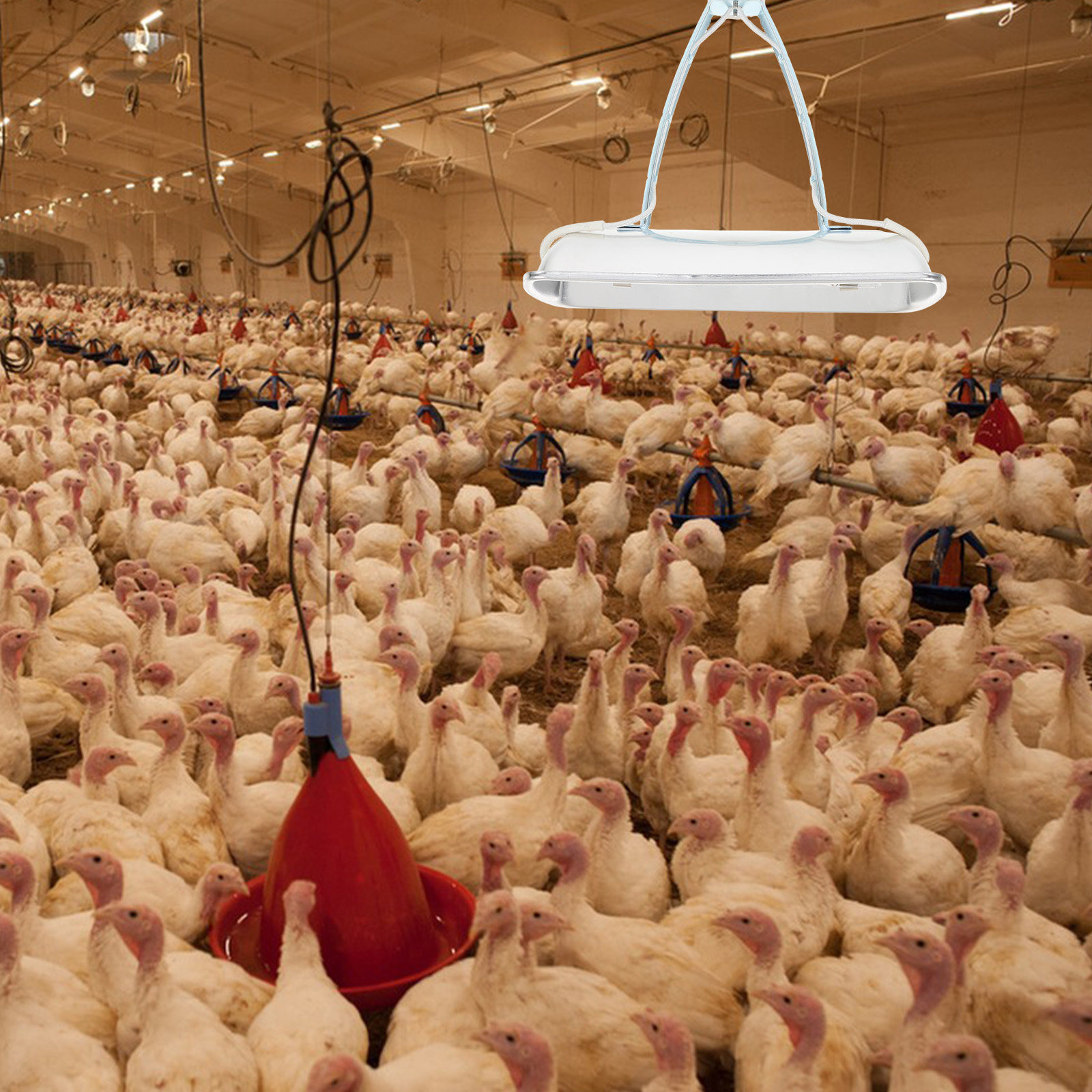 Pig Farm Preservation Lamp Chi - Farming A recension och pris